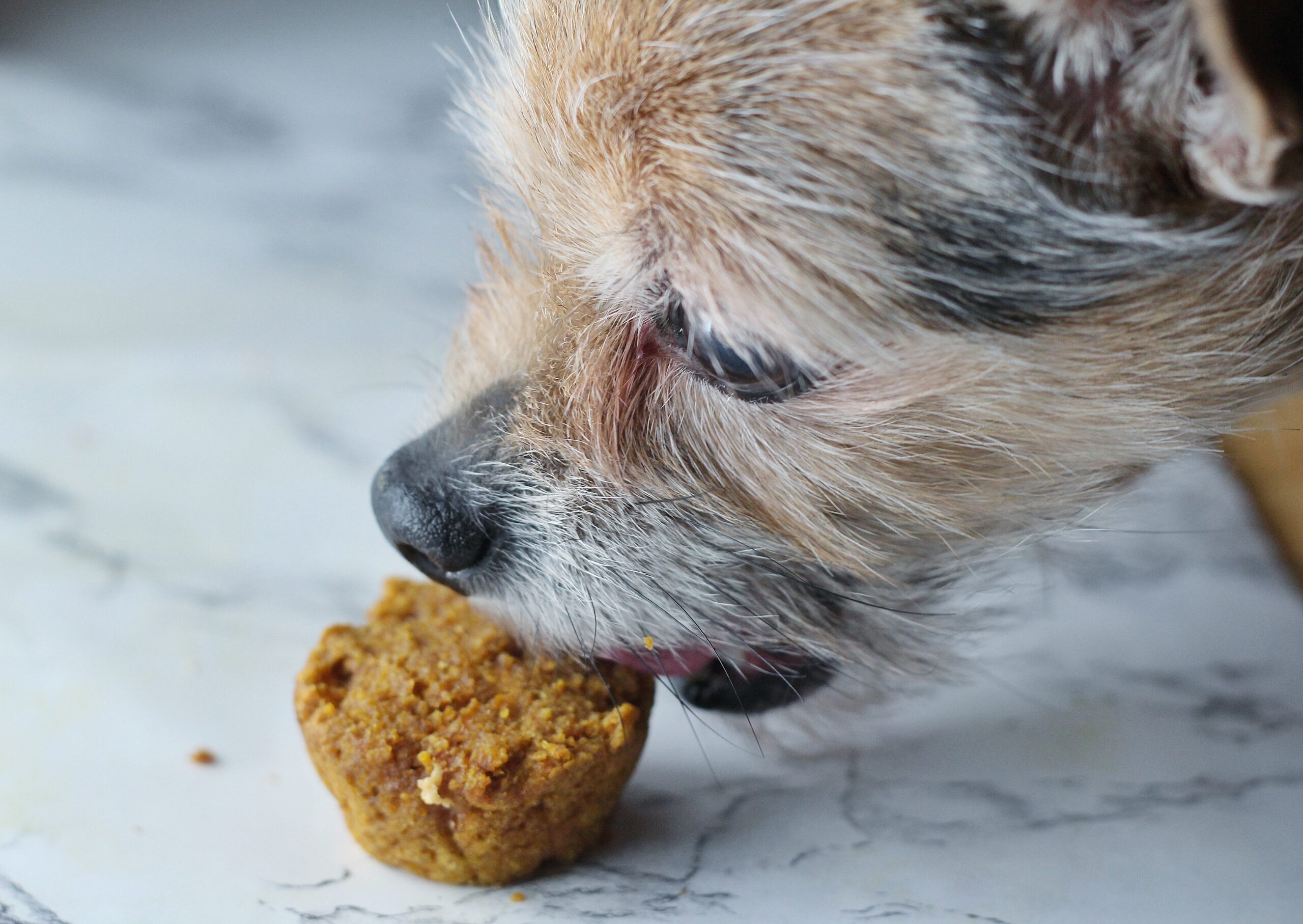 Small Yorkie Chihuahua mix dog about to eat a peanut butter pumpkin sweet potato pupcake off of a marbled surface